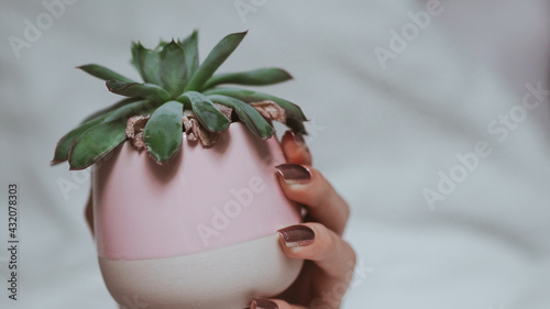 Closeup shot of a female hand holding the Echeveria Pulidonis plant in the flowerpot photo