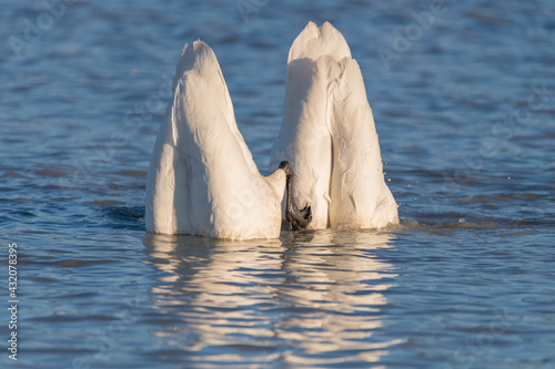 Fototapeta Naklejka Na Ścianę i Meble -  Two white arctic tundra trumpeter swans with butts, bums up in air feeding in open, cold, blue prisinte water in northern Canada. Taken on their migration route at Marsh Lake, Yukon. 