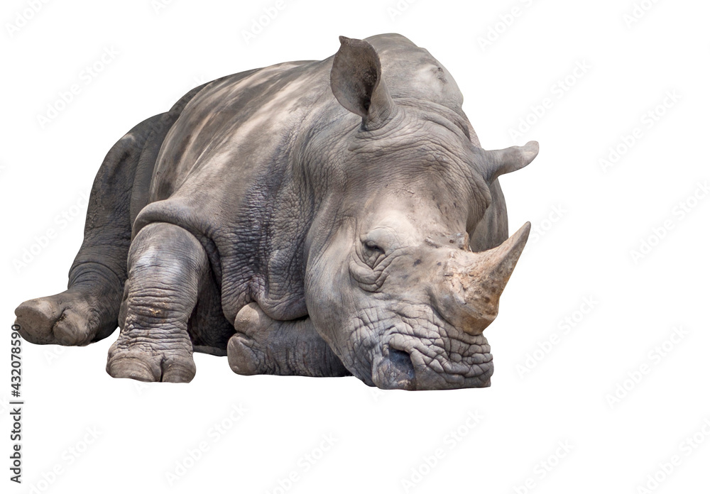 Fototapeta premium Low angle view one adult rhino is sleeping, front view white rhino napping under sunlight, isolated big rhino on white background.