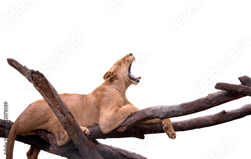 Isolated lion on white background, one female lion yawning on big brunch of a tree. Lazy lion is yawning while resting on a tree.