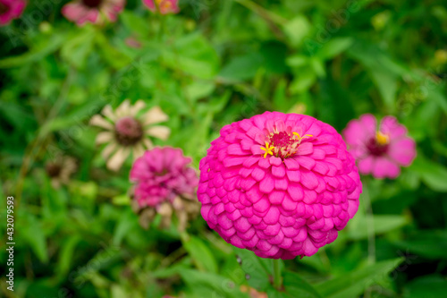 pink cosmos flower in garden