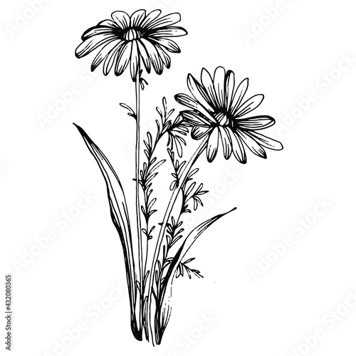 Chamomile by hand drawing. Daisy wheel floral tattoo highly detailed in line art style concept. Black and white clip art isolated on white background. Antique vintage engraving illustration.