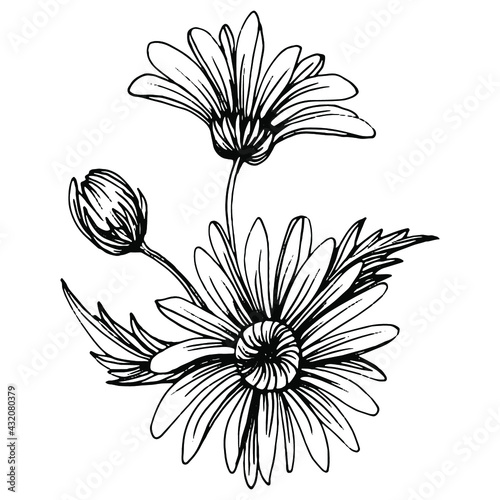 Chamomile by hand drawing. Daisy wheel floral tattoo highly detailed in line art style concept. Black and white clip art isolated on white background. Antique vintage engraving illustration.