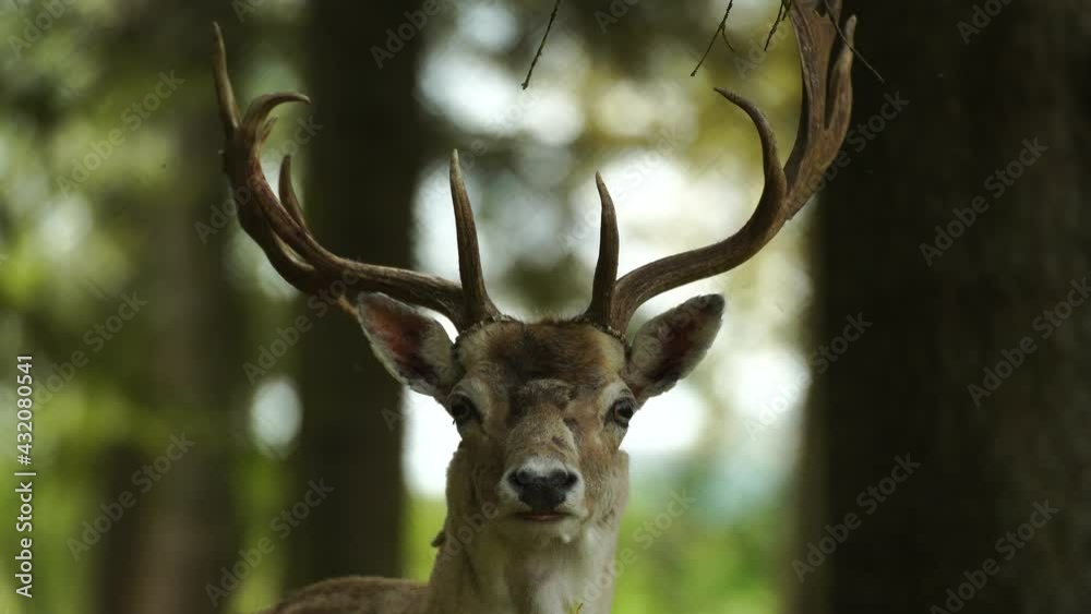 Deer portrait of whitetail with large horns on forest trees background Deer portrait of whitetail with large horns on forest trees background