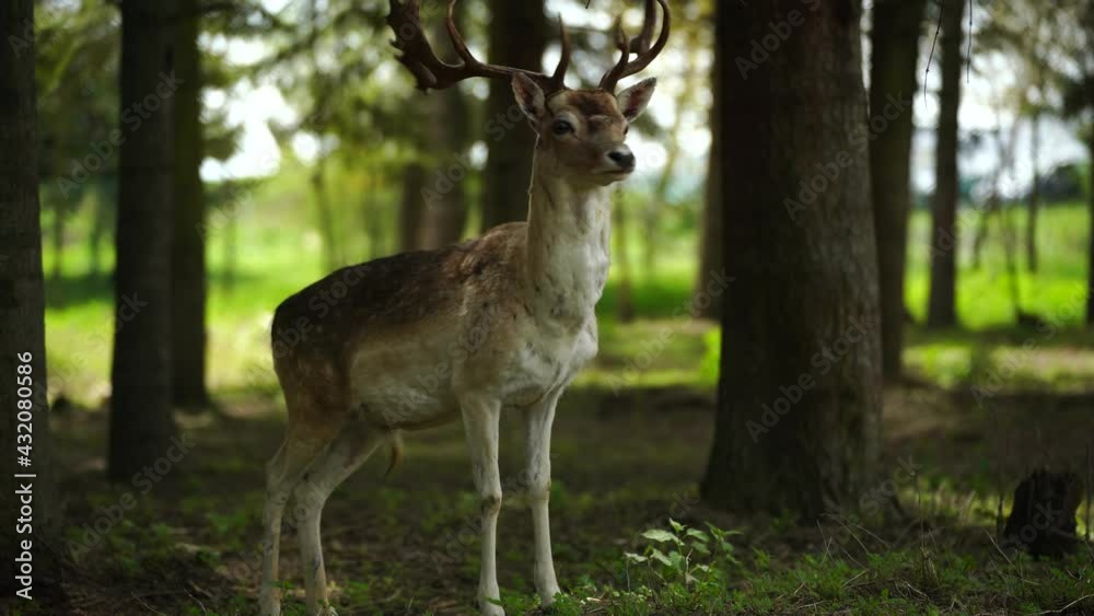 Whitetail male deer walking slowly through trees of forest and staying alert Whitetail male deer walking slowly through trees of forest and staying alert