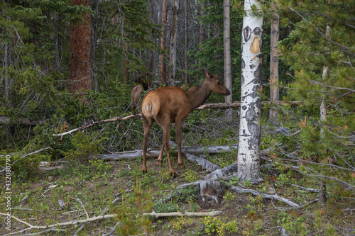 Elk standing at the edge of the forest