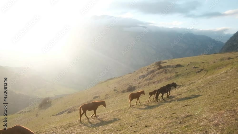 herd of horses grazes in the meadow. wild nature mountain landscape. Beautiful animals on a summer rural green grass farm. Ecology freedom concept. sunset herd of horses grazes in the meadow. wild nature mountain landscape. Beautiful animals on a summer rural green grass farm. Ecology freedom concept. sunset