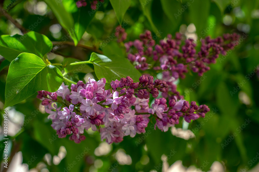 Syringa vulgaris violet purple flowering bush, groups of scented flowers on branches in bloom, common wild lilac tree Syringa vulgaris violet purple flowering bush, groups of scented flowers on branches in bloom, common wild lilac tree
