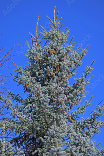 The top part of a fir tree with cones on a blue sky background