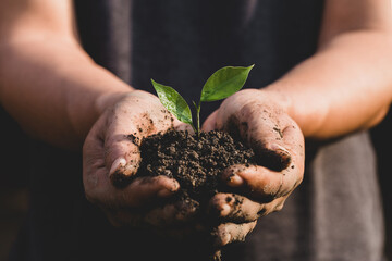 Environment Earth Day In the hands of trees growing seedlings.Man hand holding green plant growing on nature field grass Forest conservation concept.Save the world