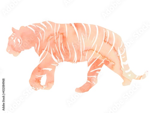 Tiger illustration watercolor 虎の水彩イラスト © きだ