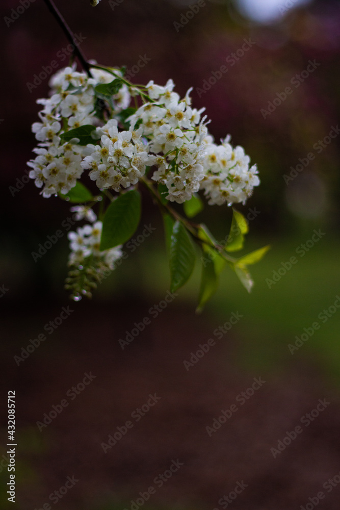 Obraz premium flowers on a tree