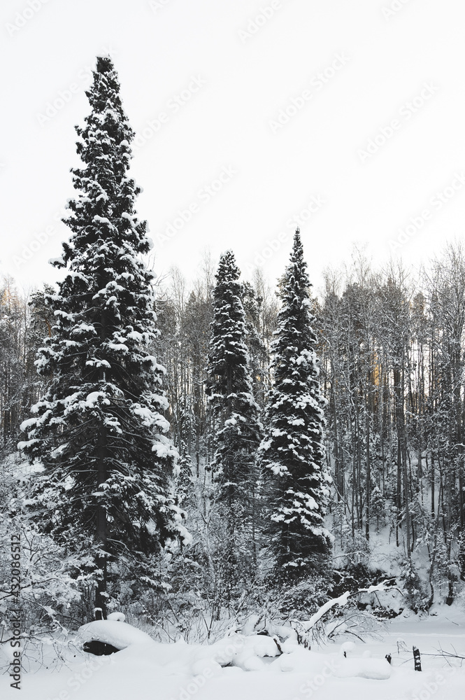 Fototapeta premium trees in winter forest