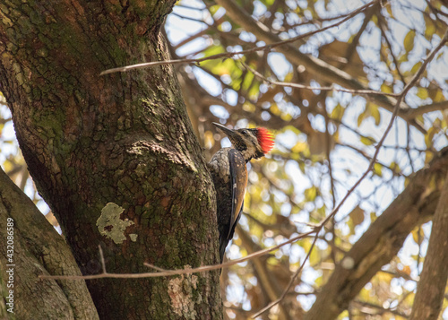 Woodpecker with a bright red crown, orange-yellow feathers, and sharp chiseled beak spotted in the backyard making a hole in the trunk of a tree.