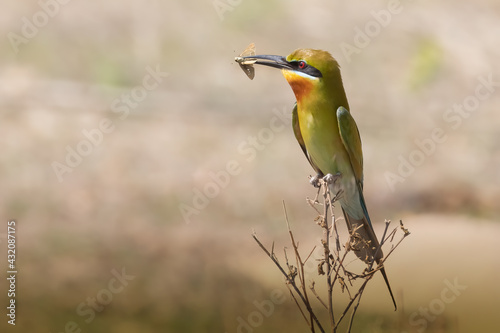 Blue-tailed bee-eater bird on the branch