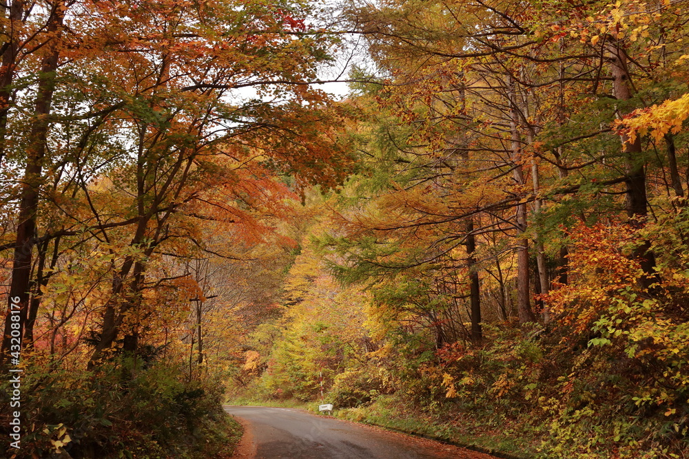 Obraz premium 紅葉した山奥の道