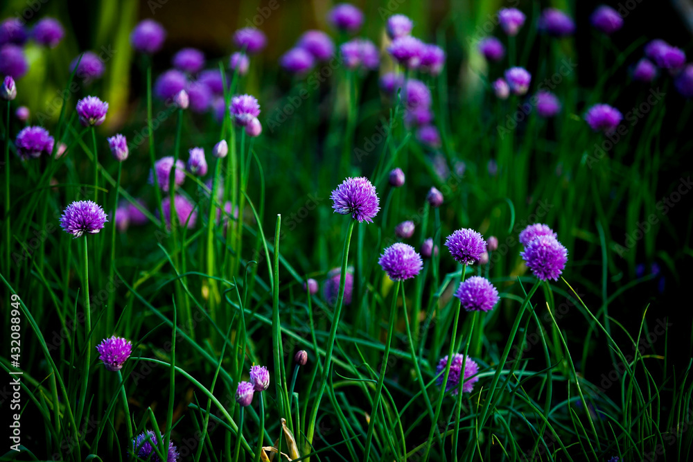 purple flowers in the garden purple flowers in the garden