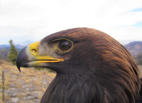 Closeup of Golden Eagle (Aquila chrysaetos) at the Goshute Mountains, Nevada
