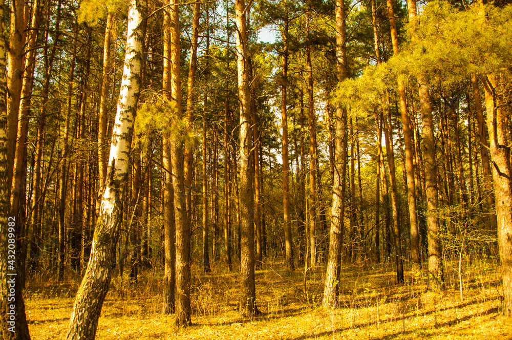 Obraz premium Mixed forest on a sunny summer day during drought