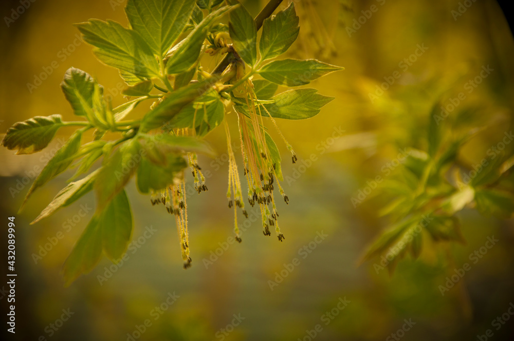 first spring gentle leaves, buds and branches macro background first spring gentle leaves, buds and branches macro background