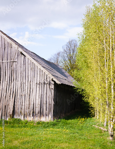 spring landscape with a row of birches next to an old wooden barn