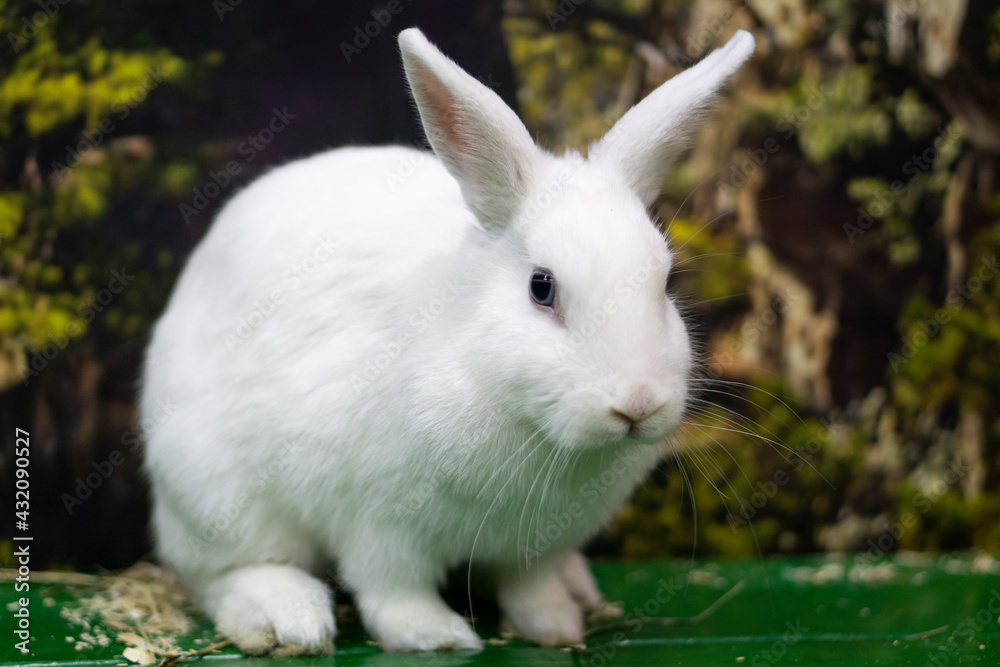 White Rabbit in background wiyh copy space White Rabbit in background wiyh copy space