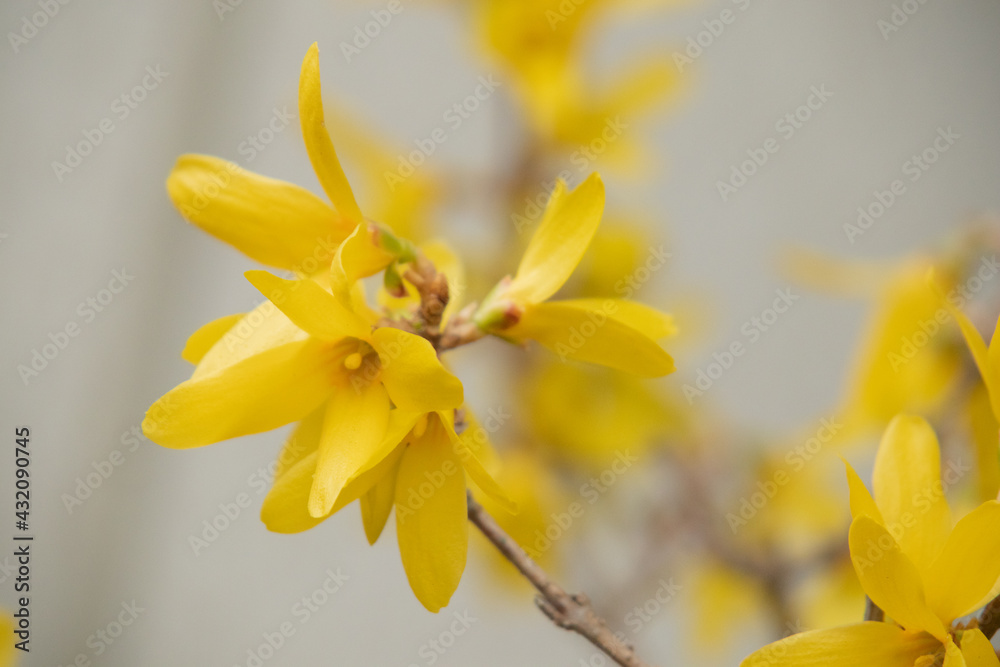 Obraz premium 連翹の花