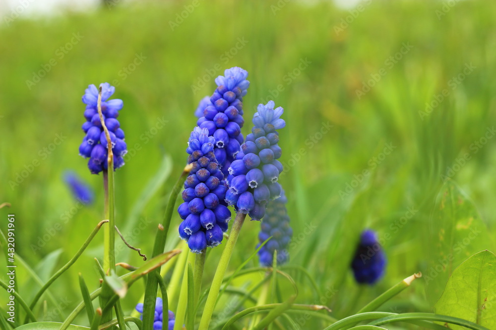 Blue flowers in a meadow on a spring day. Blue flowers in a meadow on a spring day.