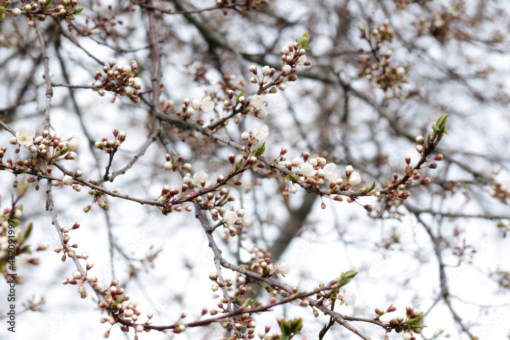 small white flowers of cherry plum fruit tree