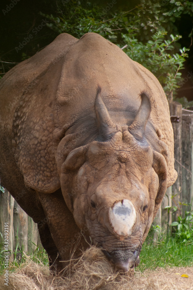 Fototapeta premium rhino in the zoo