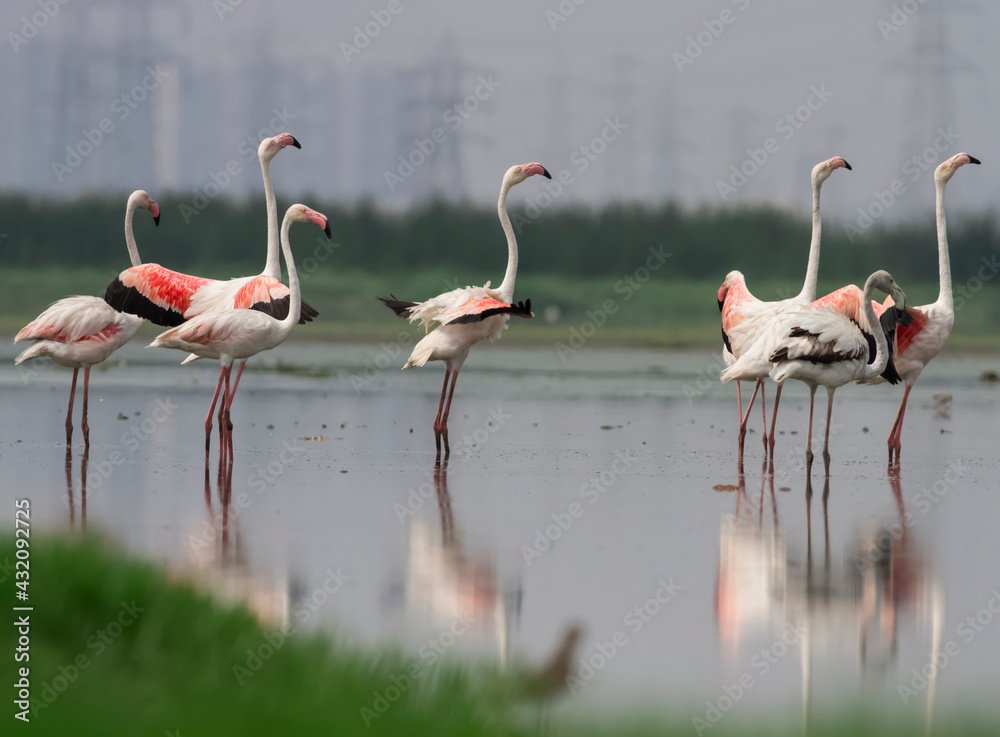 Grater Flamingo, AKA Phoenicopterus roseus. A flock of flamingos at Pallikaranai marshlands, Chennai, Tamil Nadu, India Grater Flamingo, AKA Phoenicopterus roseus. A flock of flamingos at Pallikaranai marshlands, Chennai, Tamil Nadu, India