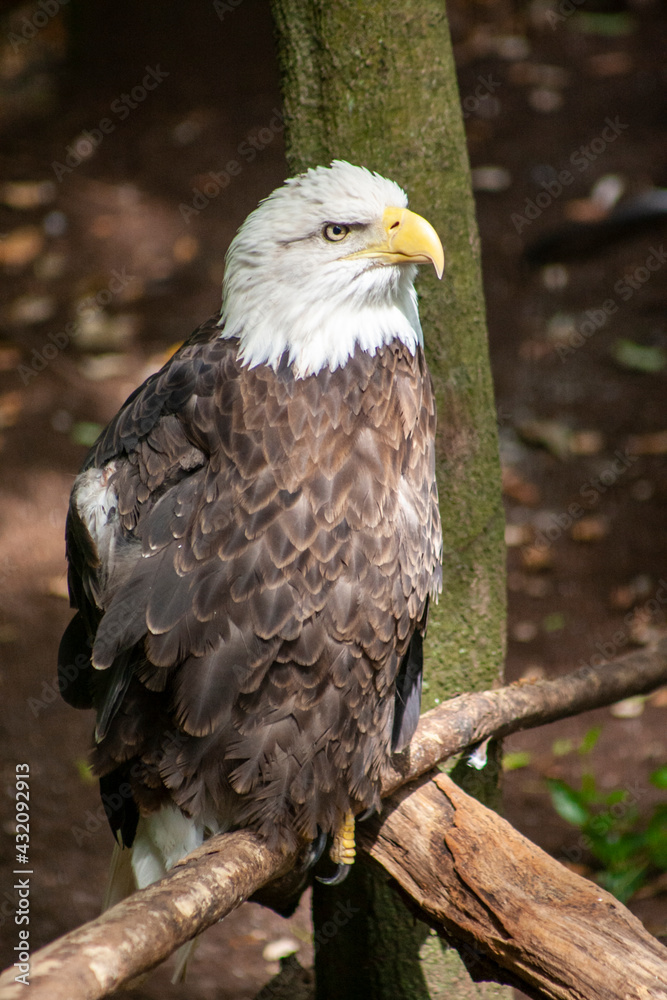 portrait of a eagle