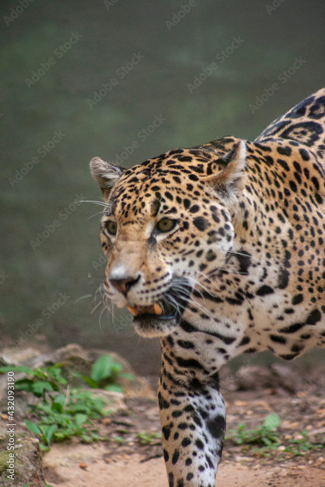 close up of leopard close up of leopard