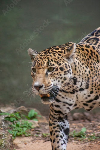 close up of leopard