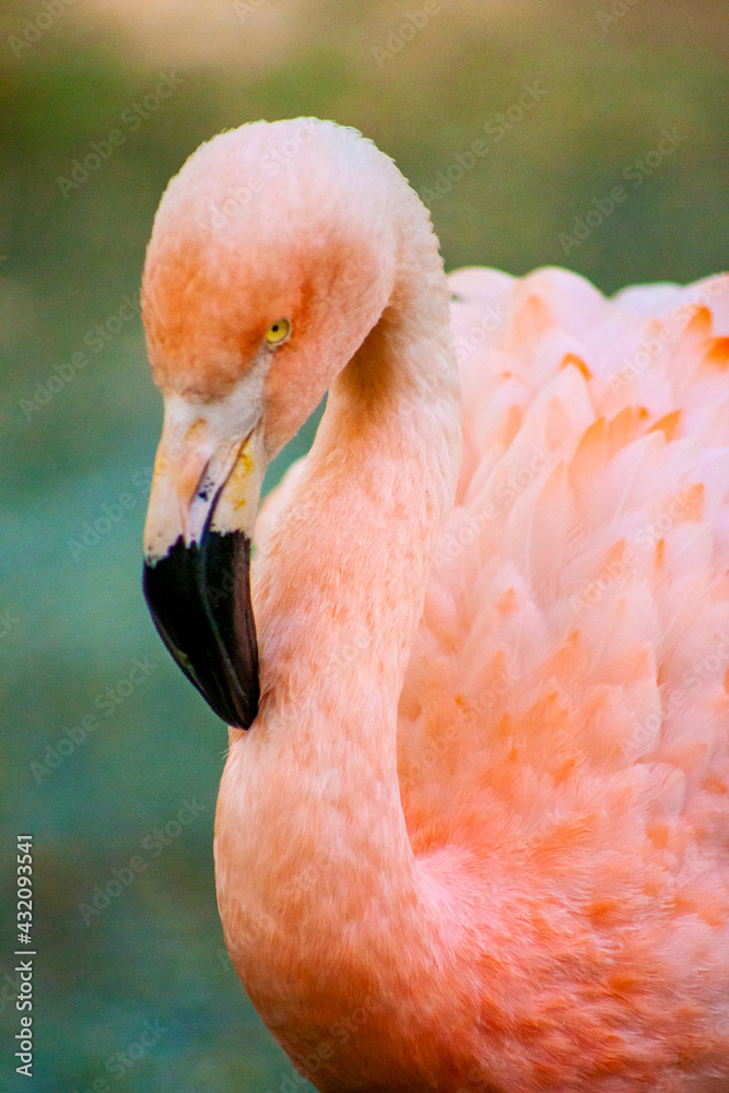 Fototapeta premium pink flamingo portrait