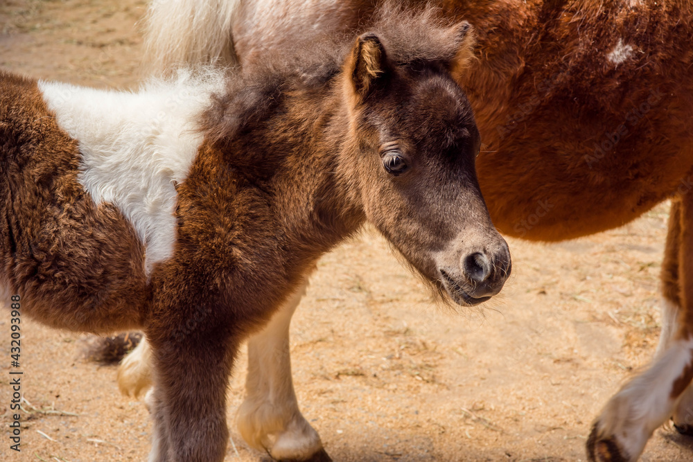 Fototapeta premium very young foal close up