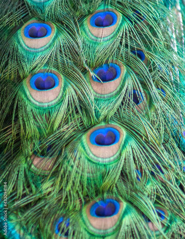 Naklejka premium peacock feather close up