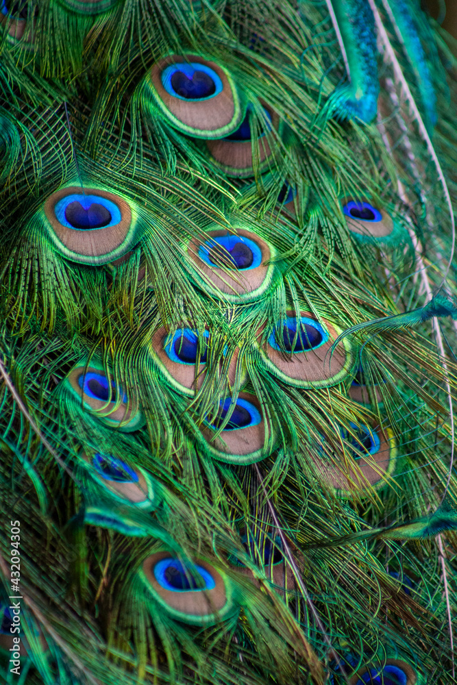 Fototapeta premium peacock feather background