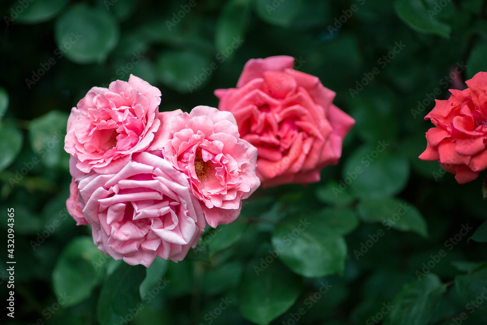 beautiful pink flowers in spring beautiful pink flowers in spring