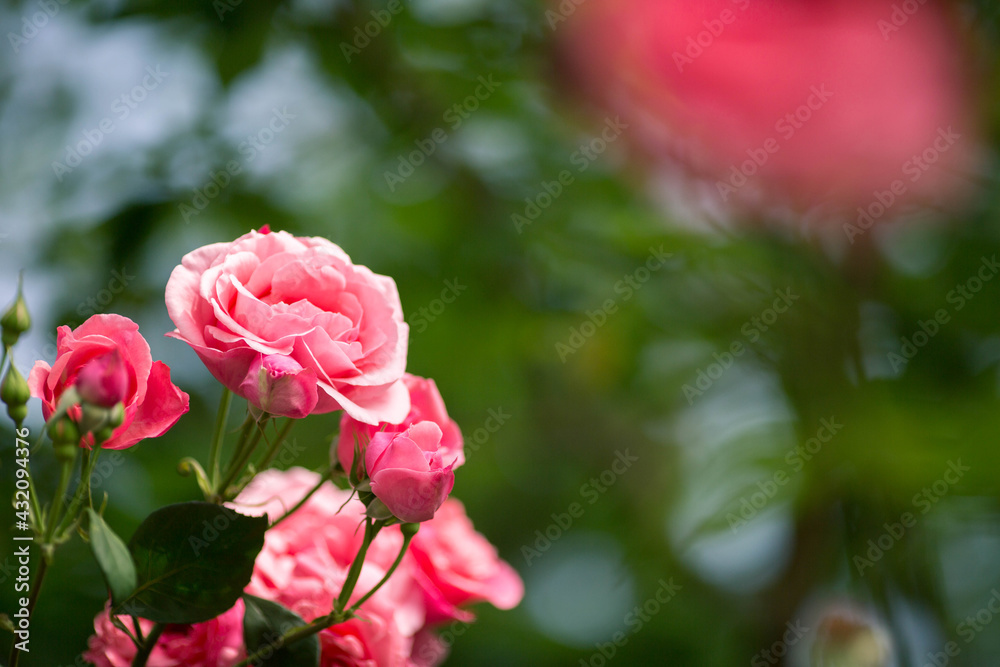 beautiful pink flowers in spring