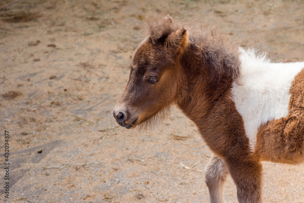 Fototapeta premium very young foal close up