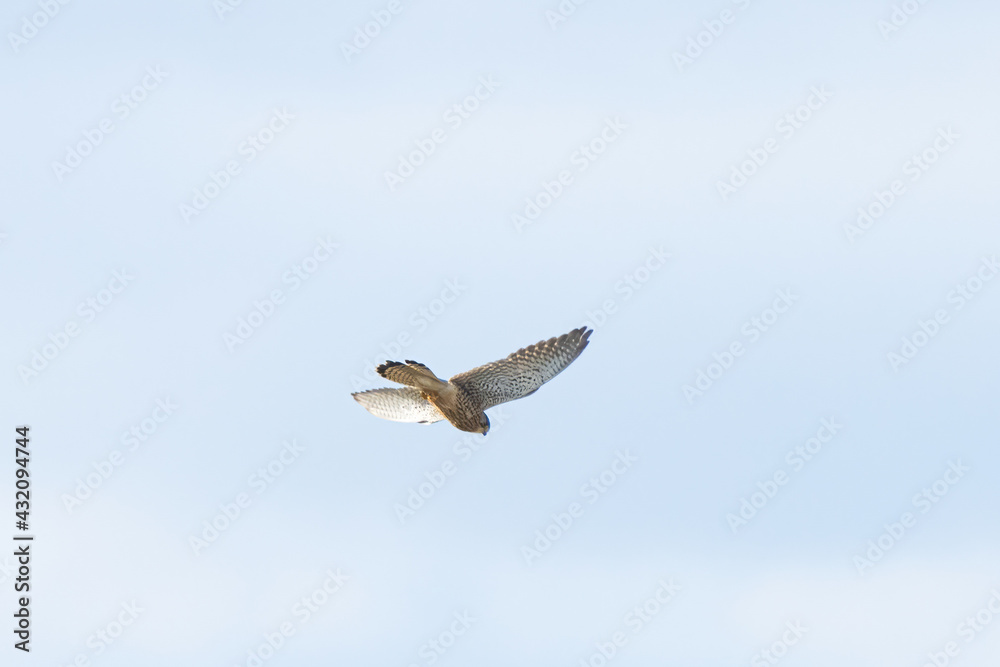 Close up of Kestrel - bird of prey - hovering in the sky, hunting for prey