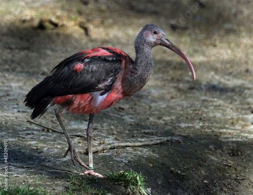 The scarlet ibis is a species of ibis in the bird family Threskiornithidae. It inhabits tropical South America and part of the Caribbean.