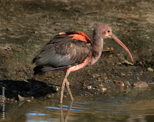 The scarlet ibis is a species of ibis in the bird family Threskiornithidae. It inhabits tropical South America and part of the Caribbean.