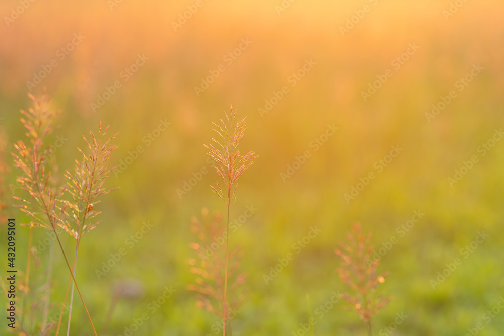 blur nature background before sunset or sunrise, solf focus of field flower, blur texture background