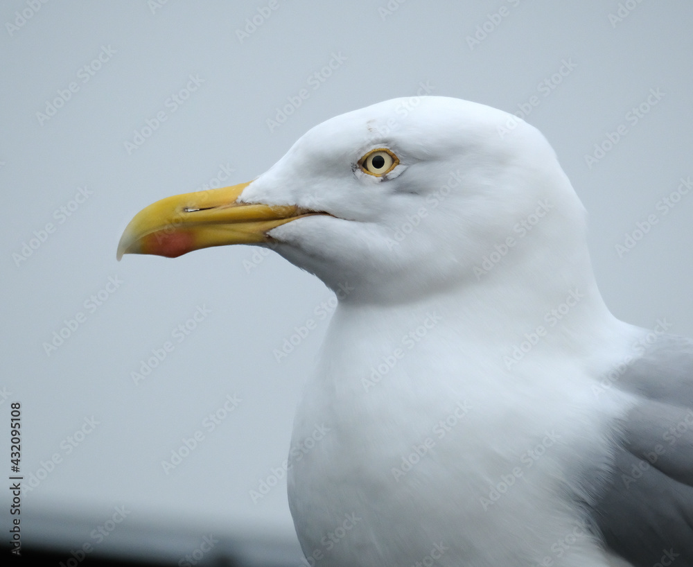 The European herring gull is a large gull, up to 66 cm long. One of the best-known of all gulls along the shores of Western Europe. The European herring gull is a large gull, up to 66 cm long. One of the best-known of all gulls along the shores of Western Europe.