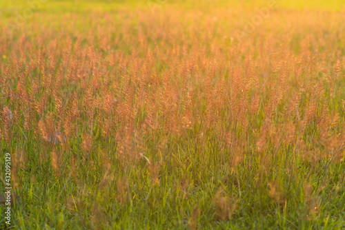 soft focus of nature background before sunset or sunrise  solf focus of field flower  texture background of field flower