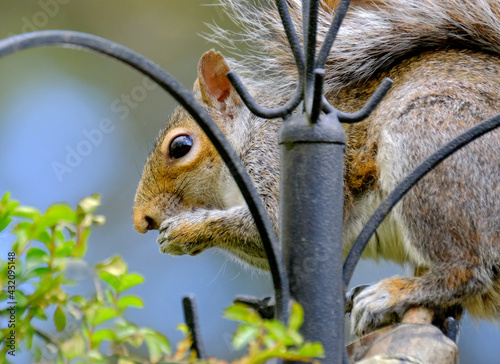 The eastern gray squirrel, also known as the grey squirrel depending on region, is a tree squirrel in the genus Sciurus. photo