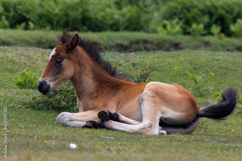 A New Forest Pony foal, near Romsey, Hampshire, UK. photo