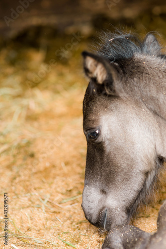 Fototapeta Naklejka Na Ścianę i Meble -  very young foal close up
